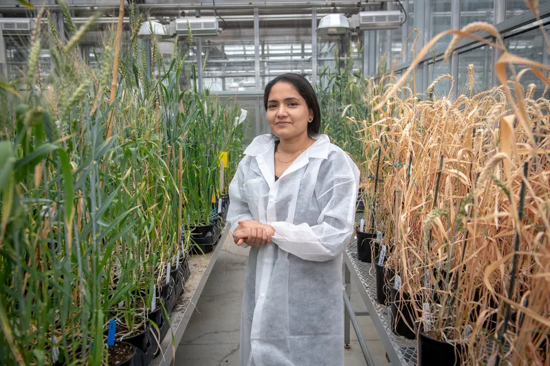 A person in a lab coat holds her hands together in front of her with tall grass beside and behind her in a greenhouse.