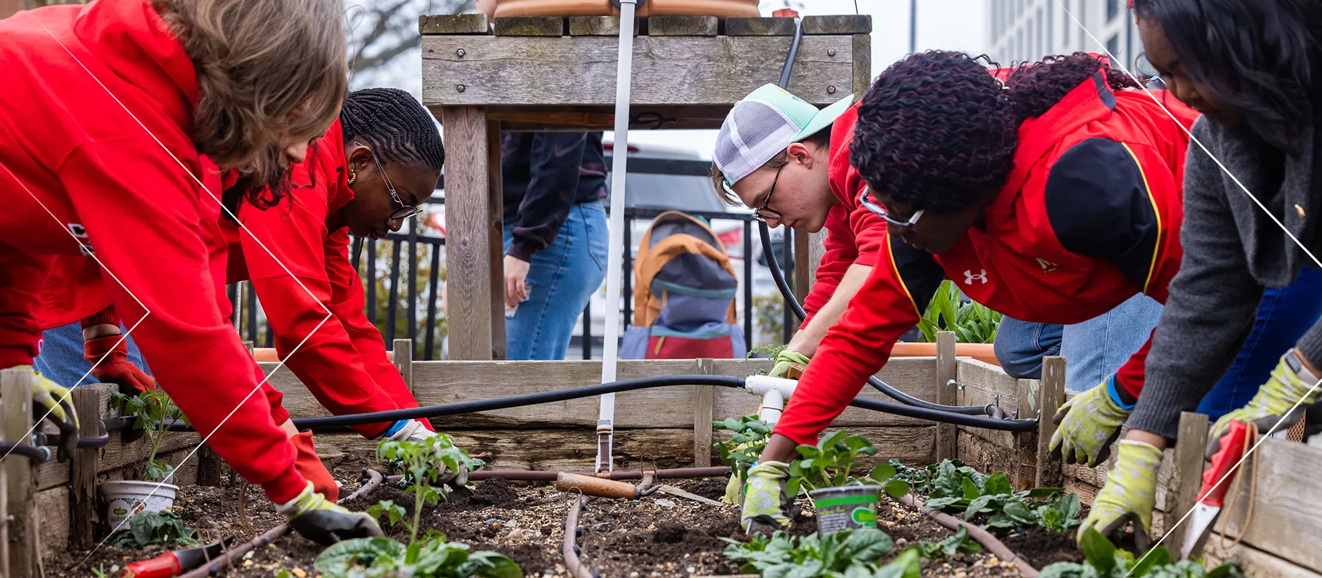 Several people wearing red clothing are bent over with their hands in a garden patch.